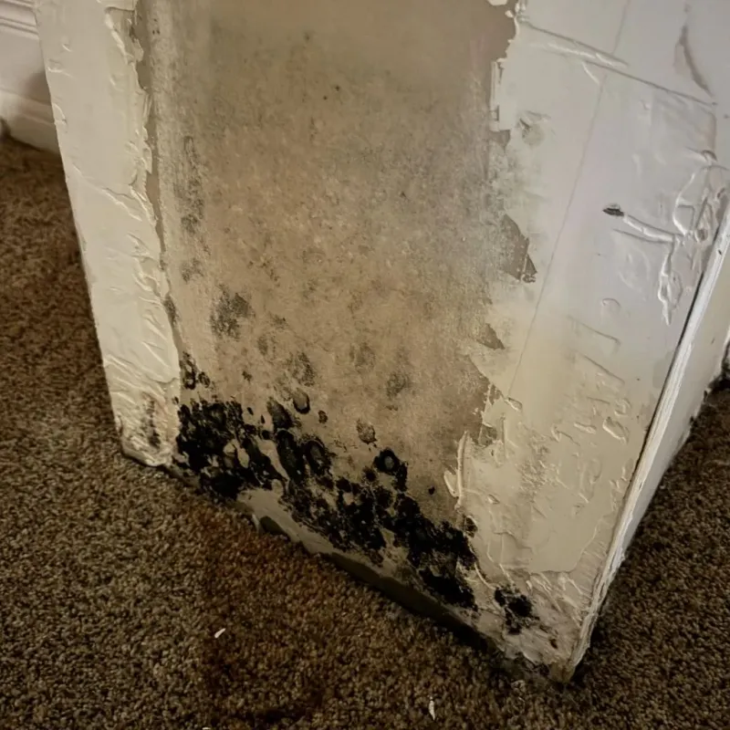 Professional Mold Removal in Canton, GA